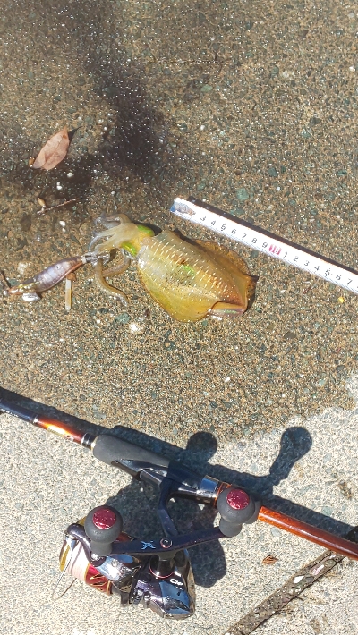 地震の影響？魚不在