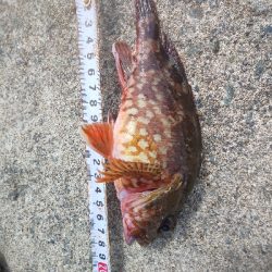 イカじゃなくてイルカ・・・