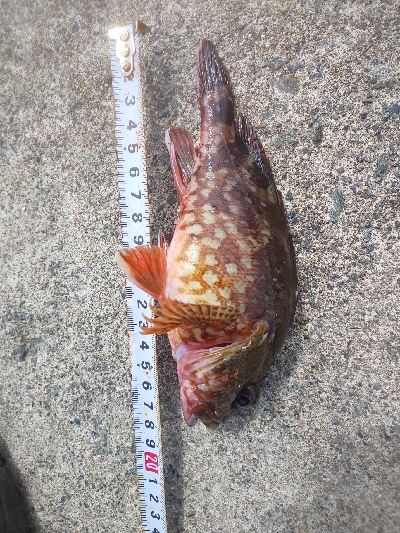 イカじゃなくてイルカ･･･