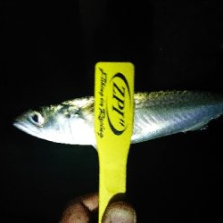 アジいず、サバ祭り