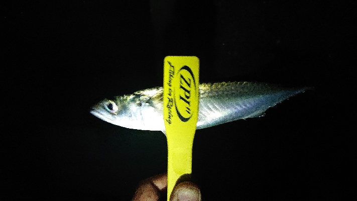 アジいず、サバ祭り