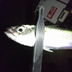 そろそろシーズンインかな