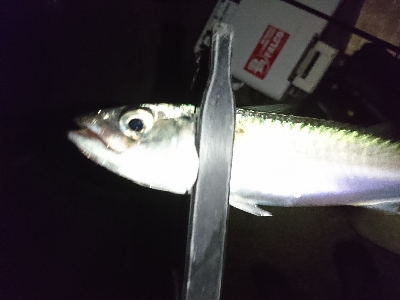 そろそろシーズンインかな