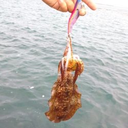対馬出張でエギング
