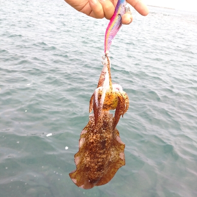 対馬出張でエギング