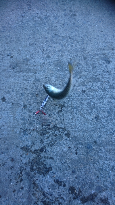 またもやサバ祭り