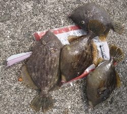 今年初太刀魚&ツバス