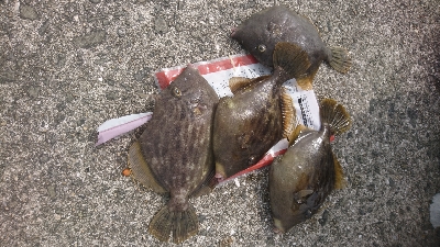 今年初太刀魚&ツバス