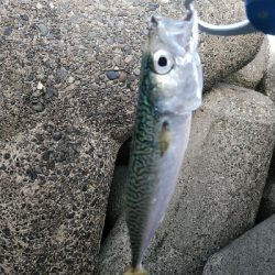 大阪湾まだまだサバラッシュ