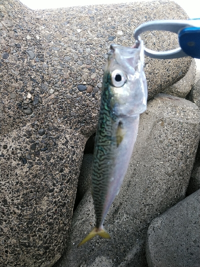 大阪湾まだまだサバラッシュ