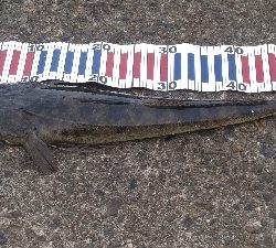 マゴチ、サゴシ、ツバス