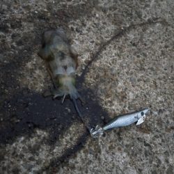 アオリイカ調査