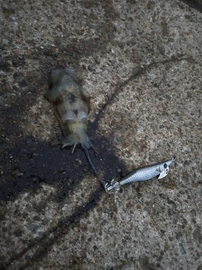 アオリイカ調査