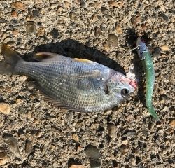 マゴチがコチーン！