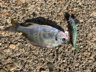 マゴチがコチーン！