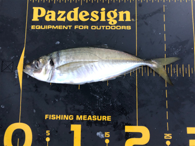 台風前にまた筏に‼️