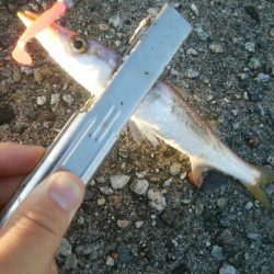 アオリイカ15超え！アナハゼ1匹！、カマス1匹！