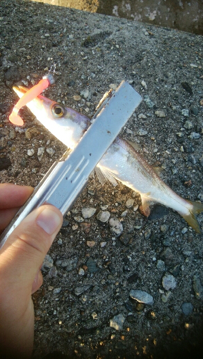 アオリイカ15超え！アナハゼ1匹！、カマス1匹！