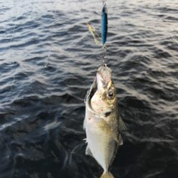 コスモスクエア釣果