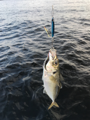 コスモスクエア釣果