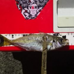 アジング 練習 184