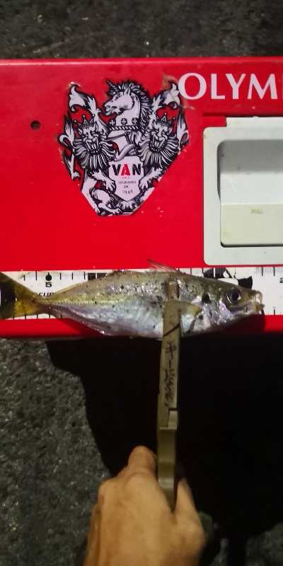 アジング 練習 184