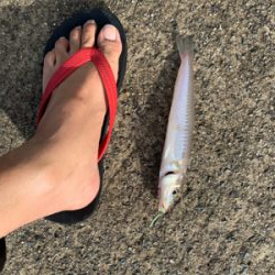 台風だからキス釣りを