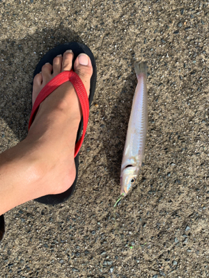 台風だからキス釣りを