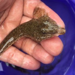 台風前のうねりの晴れ間に石ゴカイ投げ釣り