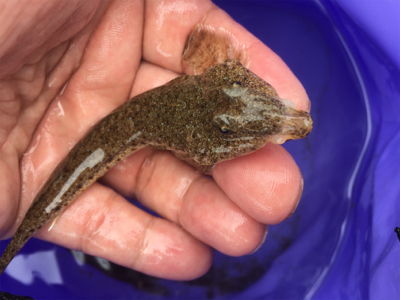 台風前のうねりの晴れ間に石ゴカイ投げ釣り