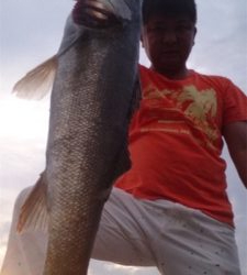 コスモスクエア釣果