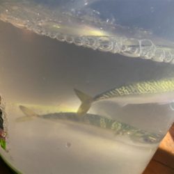 アジングしましたがサバだけ