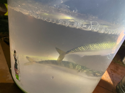 アジングしましたがサバだけ