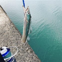 シーバス　太刀魚