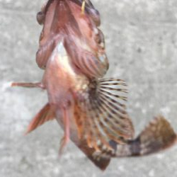 福江漁港にて根魚3匹