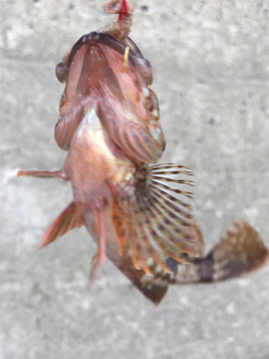 福江漁港にて根魚3匹