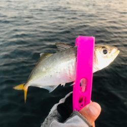 コスモスクエア釣果