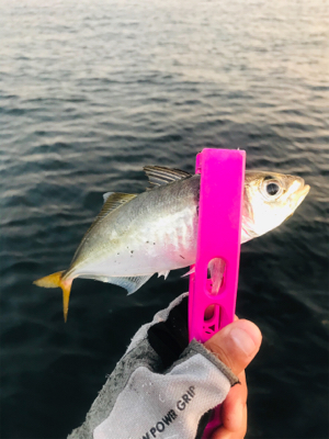 コスモスクエア釣果