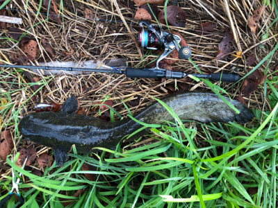 バスハスナマズ