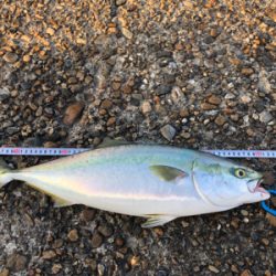 夜中からジギング