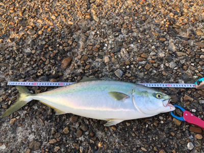 夜中からジギング