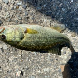 台風くるまではコバッチー祭り