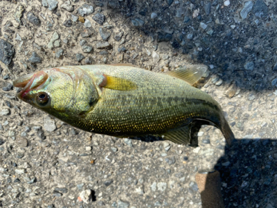 台風くるまではコバッチー祭り