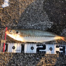 和田防新波止 魚種豊富