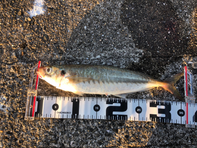 和田防新波止 魚種豊富