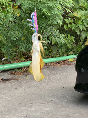 今年のアオリイカ新子釣り。