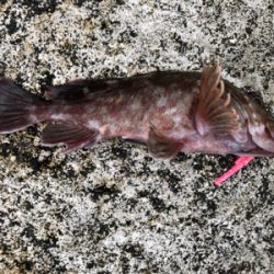 ゲリラ豪雨で・・・