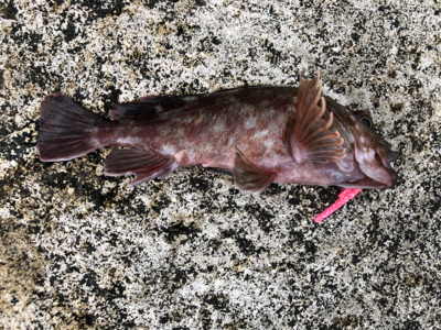 ゲリラ豪雨で・・・