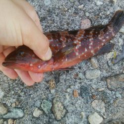 障泥烏賊7杯、キジハタ1、カマス1