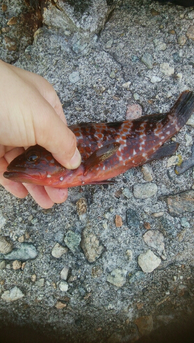 障泥烏賊7杯、キジハタ1、カマス1